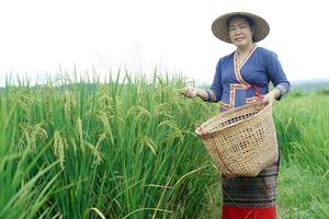 Beautiful Asian woman farmer is at paddy field, holds basket, visit and take care rice plants after growing and waiting to harvest. Concept, Agricultural lifestyle. Organic farming. Thai farmer. photo