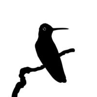 Perched Hummingbird Silhouette, can use Art Illustration, Website, Logo Gram, Pictogram or Graphic Design Element. Vector Illustration