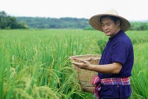 Asian man farmer is at paddy field, hold basket to get rid of weeds, inspects insects, growth and diseases of rice plants. Concept, agriculture occupation. Organic farming photo