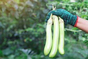 Close up gardener hand holds green long eggplants in garden. Concept, agriculture crop. Food ingredient which can be cooked for variety delicious menu. Healthy eating, high fiber. photo