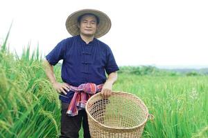 Asian man farmer is at paddy field, hold basket to get rid of weeds, inspects insects, growth and diseases of rice plants. Concept, agriculture occupation. Organic farming photo