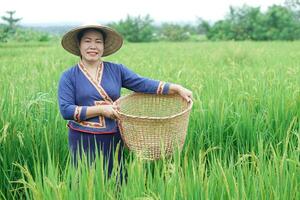 Beautiful Asian woman farmer is at paddy field, holds basket, visit and take care rice plants after growing and waiting to harvest. Concept, Agricultural lifestyle. Organic farming. Thai farmer. photo