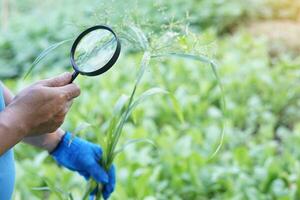 Close up hand holds magnifying glass to inspect structure and type of plants. Concept, agriculture inspection, study survey and research to develop and solve problems of weeds and pests in plantation. photo