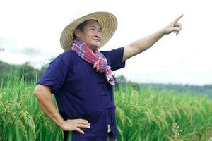 Asian man farmer is at paddy field, wears hat, blue shirt, Thai loincloth scarf, point finger up. Concept, Agriculture occupation Thai farmer. Copy space for adding text or advertisement. photo