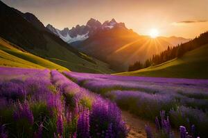 the sun rises over a lavender field in the mountains. AI-Generated photo