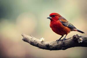 un rojo pájaro es sentado en un rama. generado por ai foto