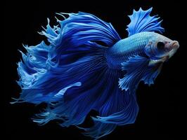 Siamese fighting fish Generative AI photo