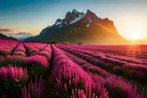 a field of lavender flowers at sunset. AI-Generated photo