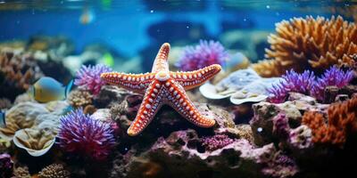 A beautiful starfish around very beautiful coral reef AI Generative photo
