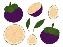 Set of mangosteen fruit. Vector mangosteen in section and slice of exotic fruit