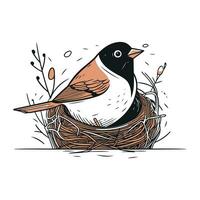 Vector hand drawn illustration of a robin sitting in a nest.