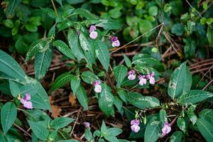 Wildflower Lamium Lamiaceae the german orchid photo