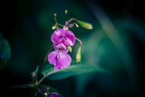 flor silvestre lamio lamiaceae el alemán orquídea foto