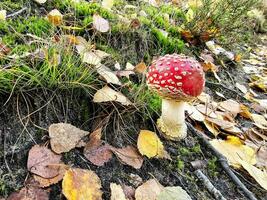 fresh wild Mushrooms out of the forest photo