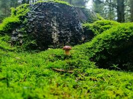 fresh wild Mushrooms out of the forest photo