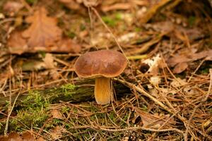 fresh wild Mushrooms out of the forest photo