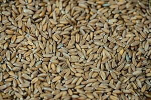 a pile of spelt Triticum aestivum spelta on olive wood photo