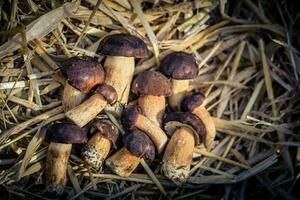 fresh wild Mushrooms out of the forest photo