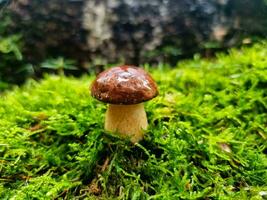 fresh wild Mushrooms out of the forest photo