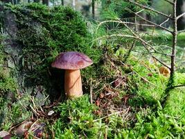 fresh wild Mushrooms out of the forest photo