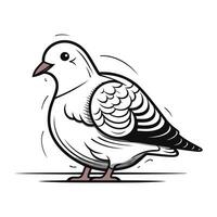 Pigeon on white background. Vector illustration of a pigeon.