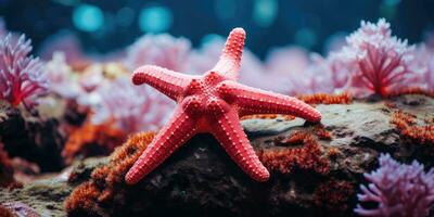 un hermosa estrella de mar alrededor muy hermosa coral arrecife ai generativo foto