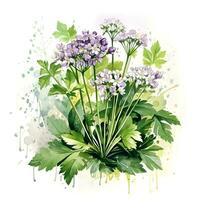 Watercolor illustration of Spices. bunch of parsley with parsley flowers,ai generated photo