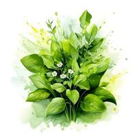 Watercolor illustration of Spices. Sprigs of spinach with spinach flowers.ai generated photo