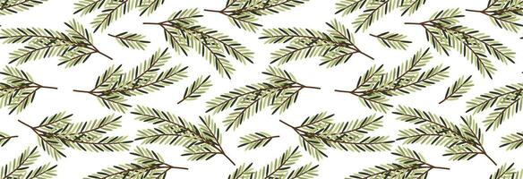 Rosemary seamless banner. vector