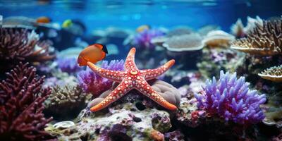 A beautiful starfish around very beautiful coral reef AI Generative photo