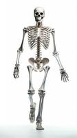 Full length human skeleton on a white background. Human anatomy and structure of the human body. For medical brochures, articles, books and other scientific and educational AI generated photo