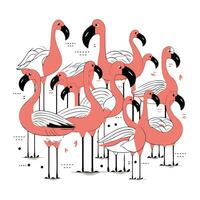 flamenco. vector ilustración de flamencos en blanco antecedentes.