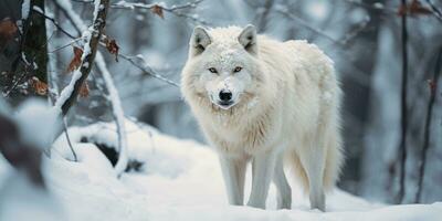 nieve lobo caminando nevada, ai generativo foto