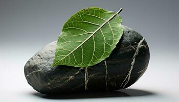 rock with leaf photo