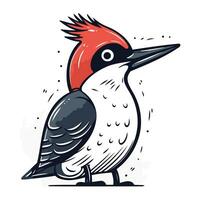 Red bellied woodpecker. Hand drawn vector illustration.