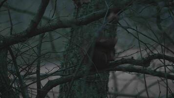 écureuil séance dans une arbre prise couverture pendant orageux temps video