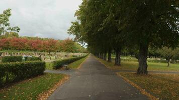 strada attraverso kviberg cimitero gimbal liscio autunno dolly camminare, Göteborg, Svezia video