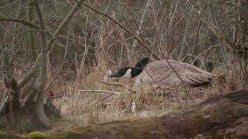 trött nesting kanada gås vilar i träsk förbi sjö, kärr scen, porträtt video