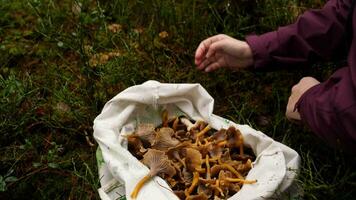 Mushroom Hunting with Funnel Chanterelles in a Bag, Medium shot, Slow Motion video