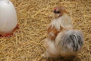 Chicken brown color of Marco Silkie or American Silkie Chicken. walking on dry grass photo