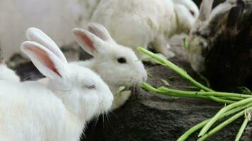 Group of bunny rabbits eating vegetable in backyard garden video