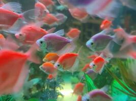 Goldfish image free photo