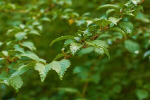 Viburnum farreri leaf texture. Leaves Viburnum fragrant texture background. Nature background photo