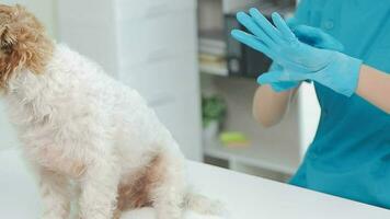 Veterinarian doctor and a labrador puppy at vet ambulance video