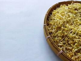 Creative layout made of soya bean sprouts on the white background. photo