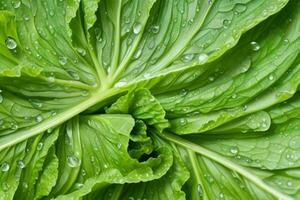 Fresh cabbage leaves with water drops. AI Generative Pro Photo