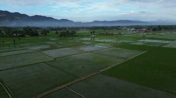 aerial view of paddy fields. Aerial view of agriculture in rice fields for cultivation in Gorontalo Province, Indonesia. Natural the texture for background photo