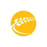 Agriculture wheat vector