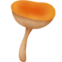 Autumn Mushroom Watercolor png