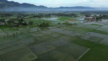 aéreo ver de arrozal campos. aéreo ver de agricultura en arroz campos para cultivo en gorontalo provincia, Indonesia. natural el textura para antecedentes foto